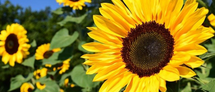 Let More Flowers Bloom