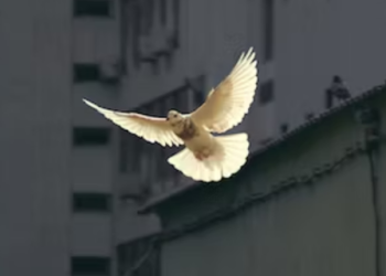 Shod With Purpose: Stepping Out In The Gospel Of Peace