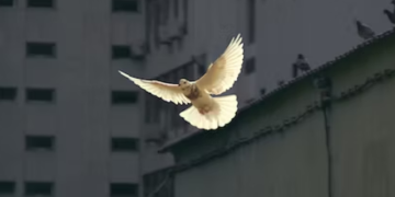 Shod With Purpose: Stepping Out In The Gospel Of Peace