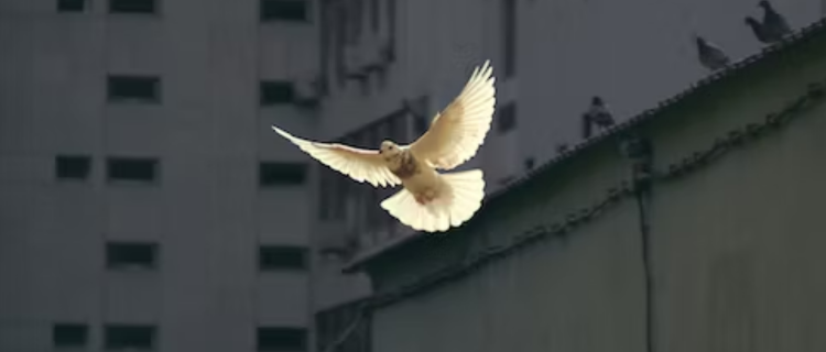 Shod With Purpose: Stepping Out In The Gospel Of Peace
