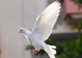 Walking In Divine Peace: Navigating Life’s Storms With Grace
