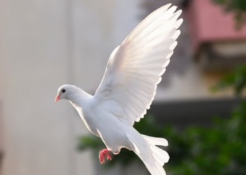 Walking In Divine Peace: Navigating Life’s Storms With Grace