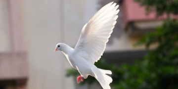 Walking In Divine Peace: Navigating Life’s Storms With Grace