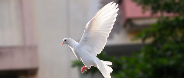 Walking In Divine Peace: Navigating Life’s Storms With Grace